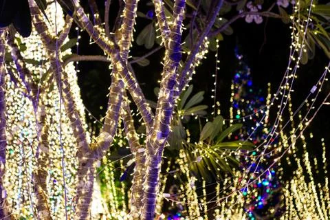 Decorative outdoor string lights hanging on tree in the garden at night time Photos