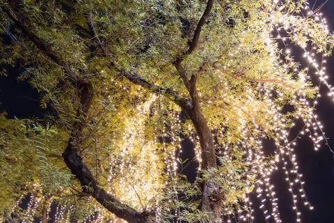 Decorative outdoor string lights hanging on tree in the garden at night time Foto stock