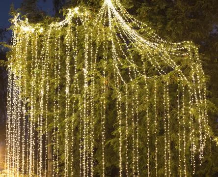 Decorative outdoor string lights hanging on tree in the garden Foto stock