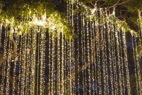 Decorative outdoor string lights hanging on tree in the garden Photos