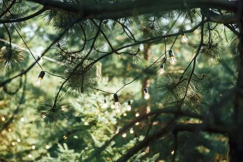 Decorative outdoor string lights hanging on tree in the garden at night time Stock Photos