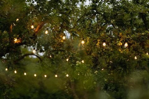 Decorative outdoor string lights hanging on tree in the garden at night time Stock Photos