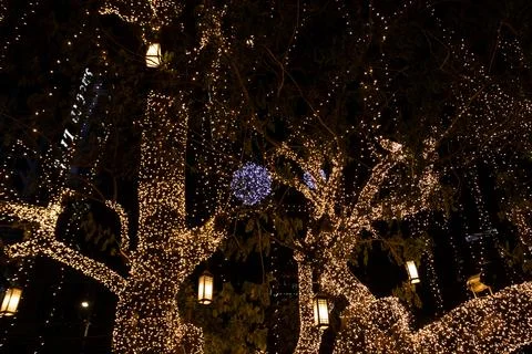 Decorative outdoor string lights hanging on tree in the garden at night tim.. Photos