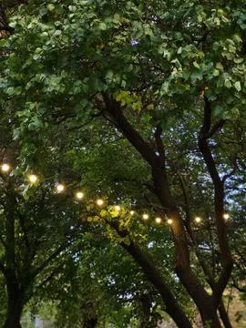 Decorative outdoor string lights hanging on autumn park trees Stock Photos