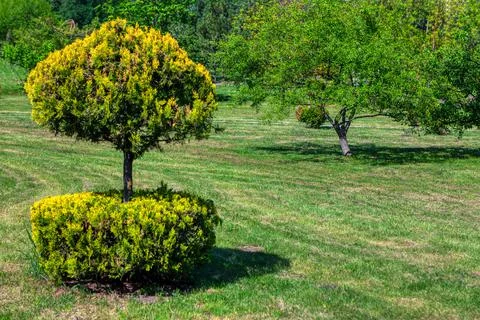 Decorative Outdoor Trees Stock Photos