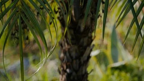 Decorative pal tree closeup Stock Footage 88866071