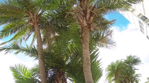 Decorative palms waving in front of beachfront condos 스톡 동영상 40491681