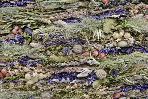 Decorative panel composed of dried wild plants, flowers and lichens Stock Photos