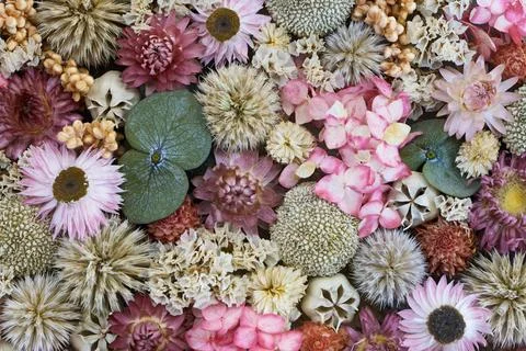 Decorative panel composed of dried wild plants, flowers and lichens Stock Photos