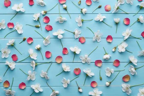 Decorative pattern of white cherry flowers and red petals Foto stock
