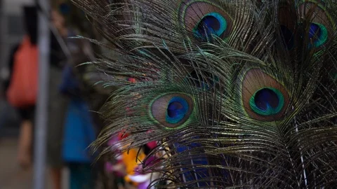 Decorative peacock feathers Stock Footage 103646760