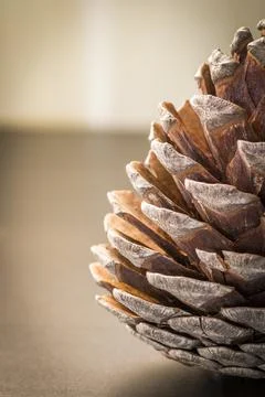 Decorative pine cone Stock Photos