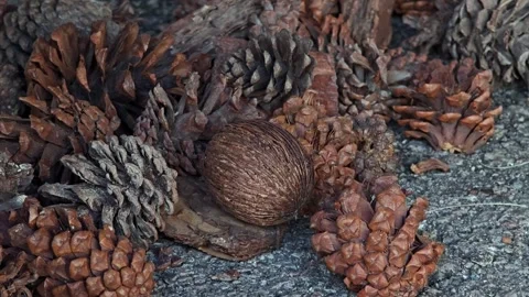 Decorative pine cones on the ground. Stock Footage 305974350