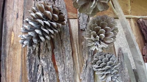 Decorative pine cones hanging on a rustic wooden wall with bark Stock Footage 333641667