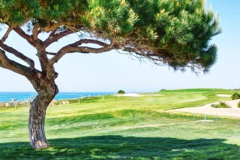 Decorative pine tree on a golf course near the sea. Stock Photos