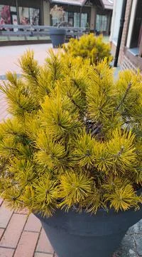 Decorative pine tree in a pot Stock Photos