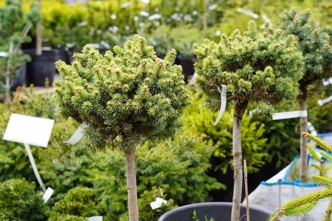 Decorative pine tree with a round crown on a thin high trunk against the ba.. Stock Photos