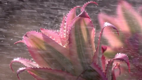 Decorative pineapples under the falling raindrops in slow motion 库存影片 91661373