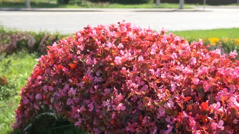 Decorative Pink Flowers Stock Footage 134284892