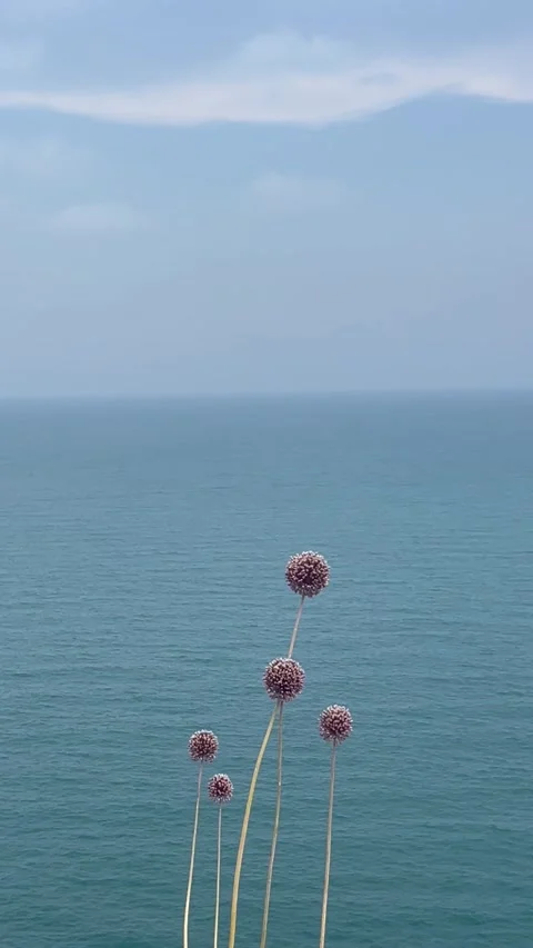 Decorative plant by the coast, summer view by the beach Stock Footage 336723629