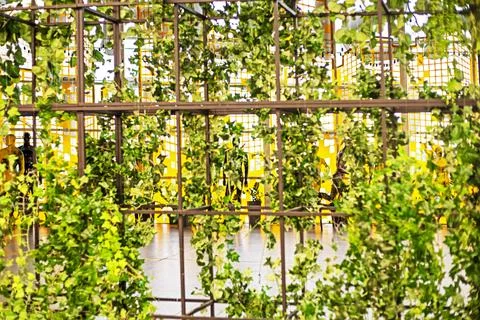 Decorative plant elements in the interior, Interior trends Stock Photos