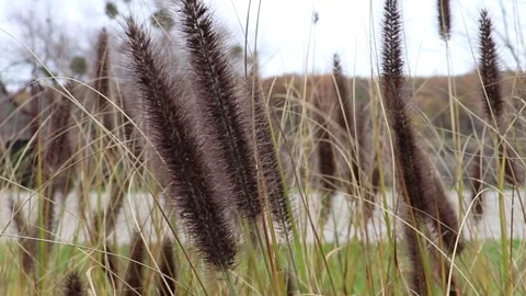 Decorative plant. Stock Footage 196169361