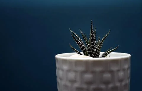 Decorative plant Stock Photos