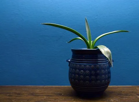 Decorative plant Stock Photos