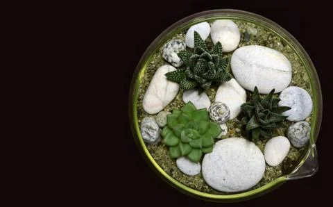 Decorative plant Stock Photos