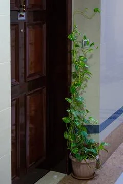 Decorative plant Stock Photos