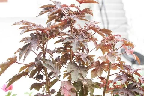 Decorative plant Stock Photos