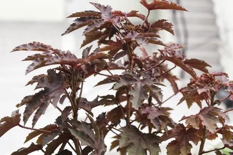Decorative plant Stock Photos