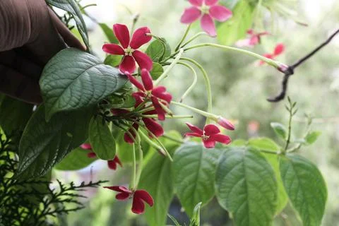 Decorative plant Stock Photos