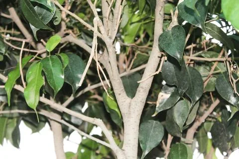 Decorative plant Foto stock