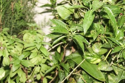 Decorative plant Stock Photos