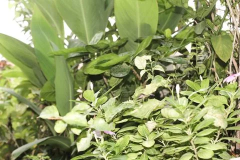 Decorative plant Stock Photos