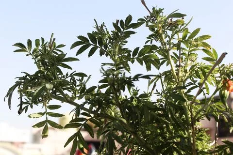 Decorative plant Stock Photos