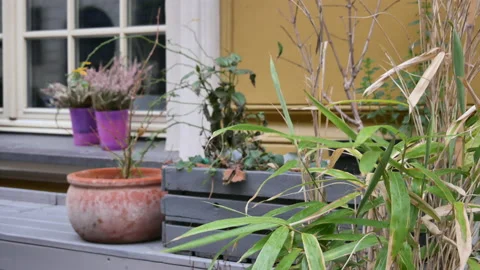Decorative plants and window in winter in Wroclaw, Poland - 4K, Handheld Stock Footage 167767893
