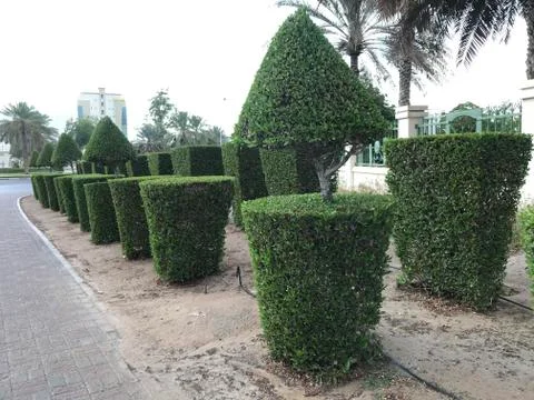 Decorative plants cut into shape in in front of an five star hotel buildings  库存照片