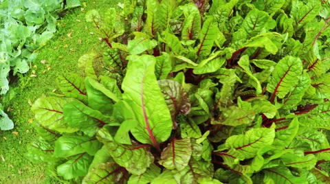 Decorative plants in flowerbed Video stock 55700310