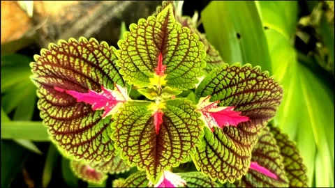 Decorative plants Stock Footage 210083584