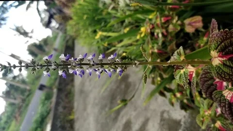 Decorative plants Stock Footage 210277633