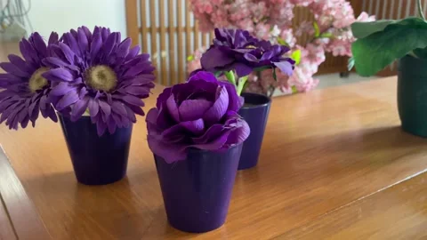 Decorative plants Stock Footage 231368856