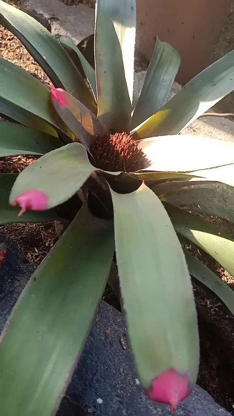 Decorative plants Stock Footage 237042276