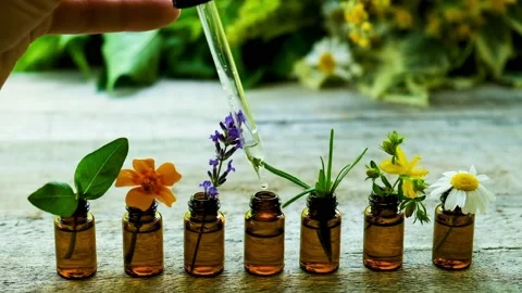 Decorative plants Stock Footage 237147415