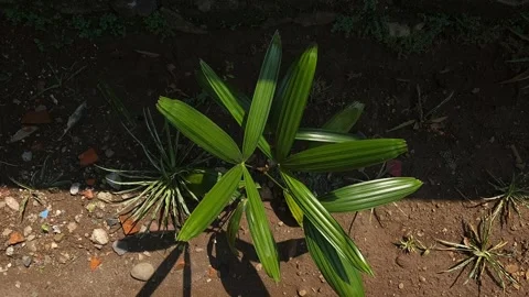 Decorative plants Stock Footage 258816581