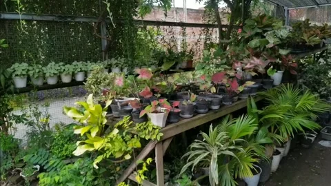 Decorative plants Stock Footage 263706769