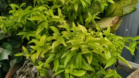 Decorative plants Stock Footage 263706774