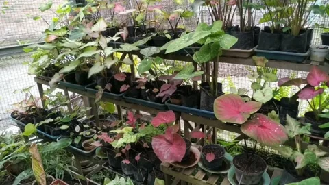 Decorative plants Stock Footage 263706777