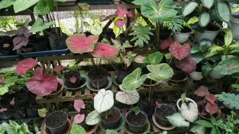 Decorative plants Stock Footage 263706778